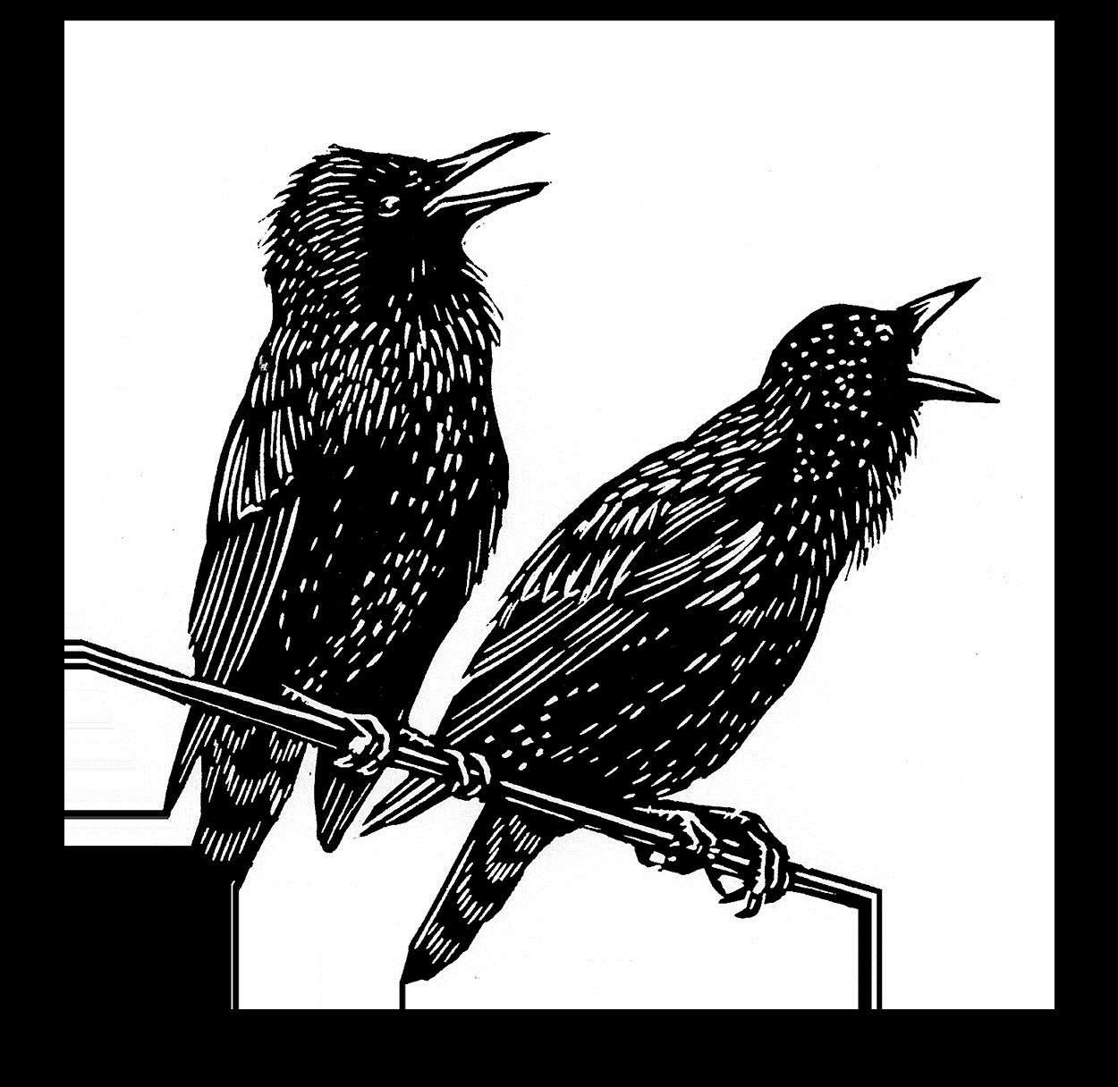 Starlings act as a sound marker in the project. Picture:Bryan Angus