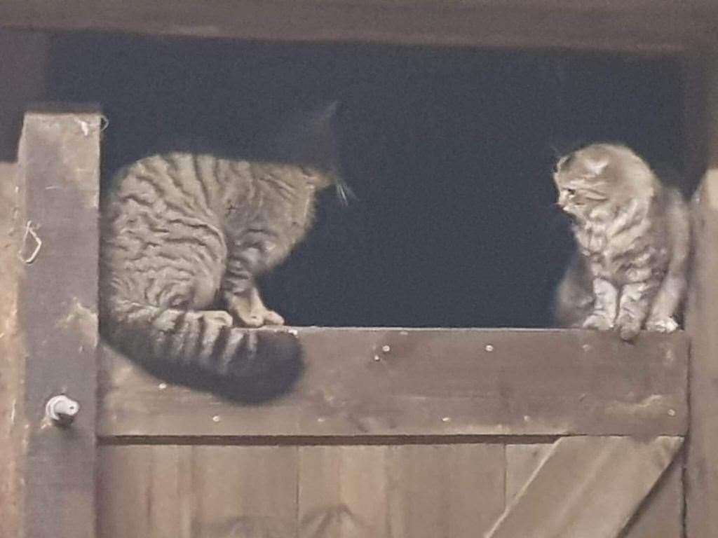 A suspected Scottish wildcat encounters a neutered domestic tabby at an Aberdeenshire farm...Picture: Wildcat Haven