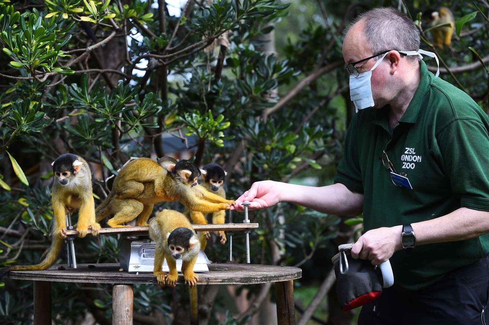 Senior keeper Tony Cholerton was given a hand by some squirrel monkeys (Kirsty O’Connor/PA)
