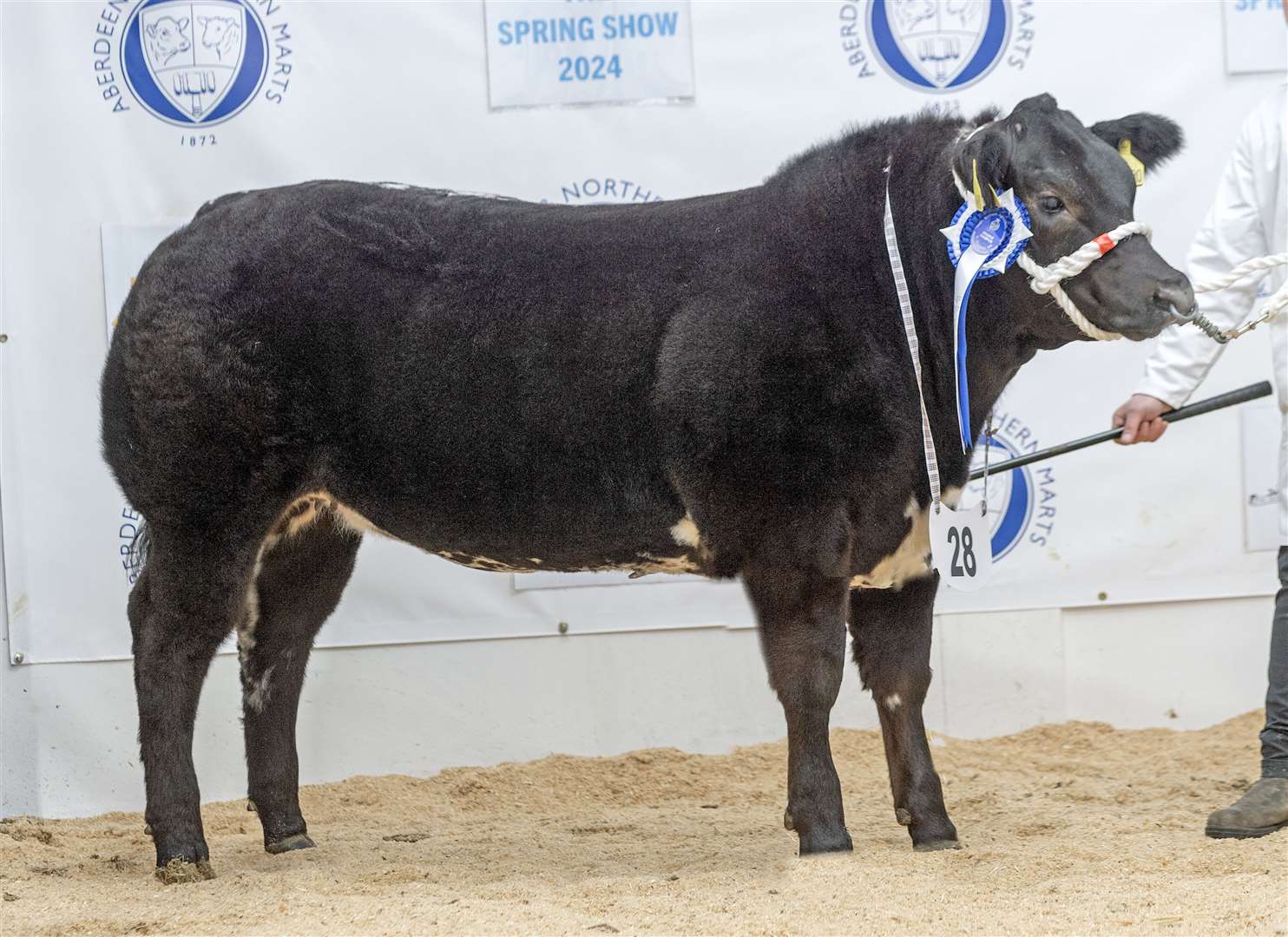 The reserve champion from Smallburn Farms.