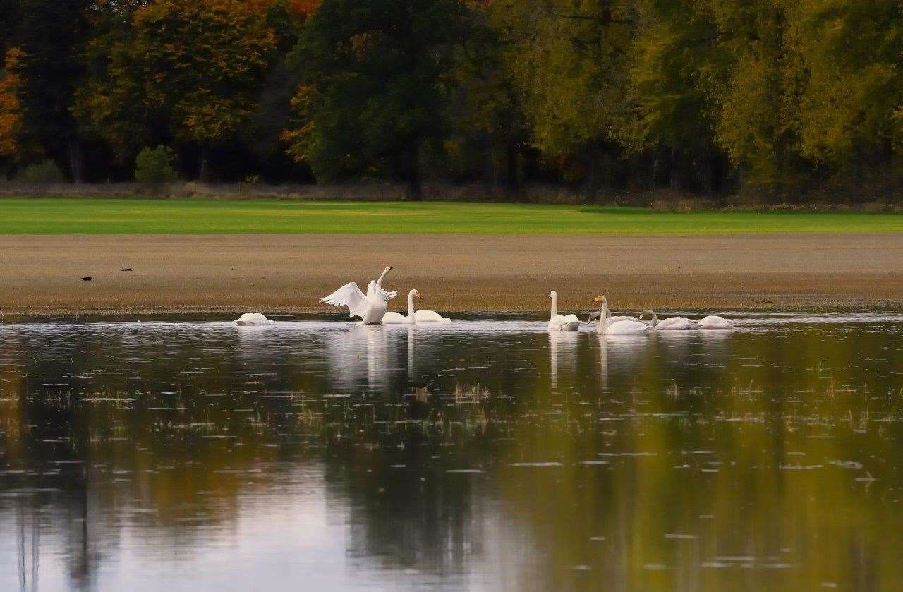 Bird flu cases in Scotland have seen the death of several Whooper Swans