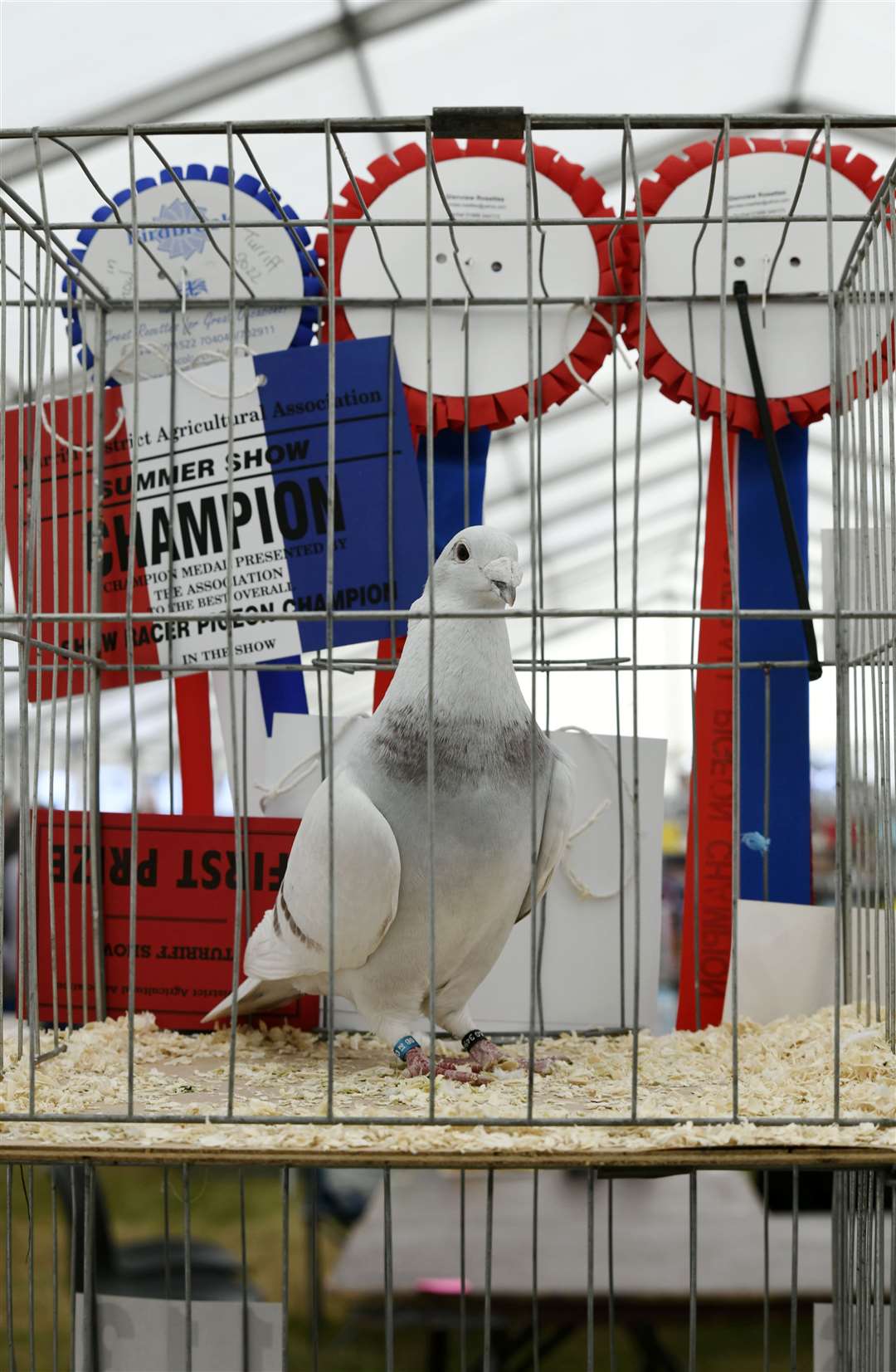 The overall winner of the Pigeon section. ..Turriff Show 2022...Picture: Beth Taylor.