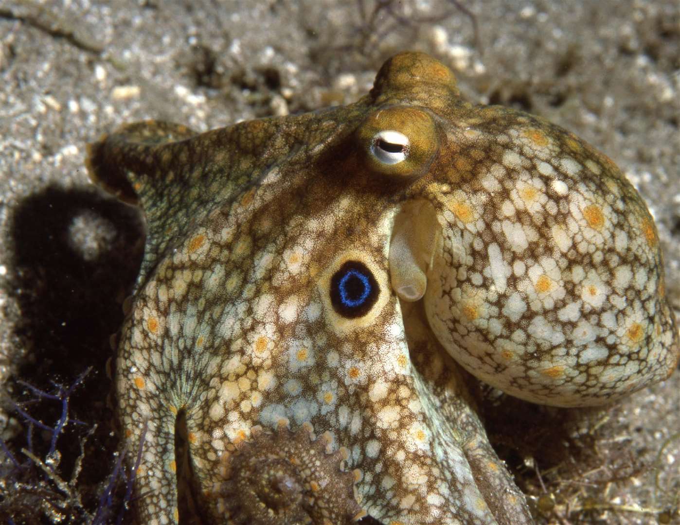 Octopuses are not capable of generating their own heat to counteract temperature changes (Roger T Hanlon/Marine Biological Laboratory/PA)