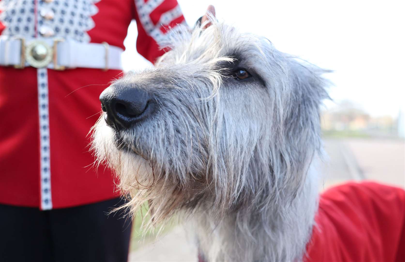 Turlough Mor, the Irish wolfhound regimental mascot, is also known as Seamus (Chris Jackson/PA)