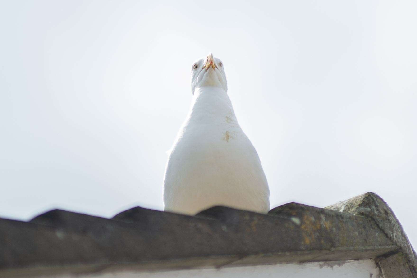 The review on how Aberdeenshire Council should respond to urban gulls has drawn a blank so far...Picture: Daniel Forsyth..