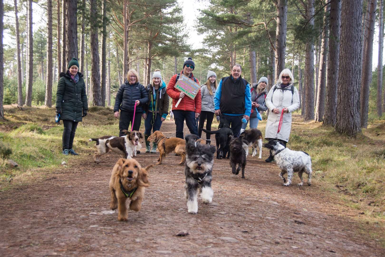 The M:ADE for Mutts community dog walk at Roseisle Beach last spring. Picture: Becky Saunderson.