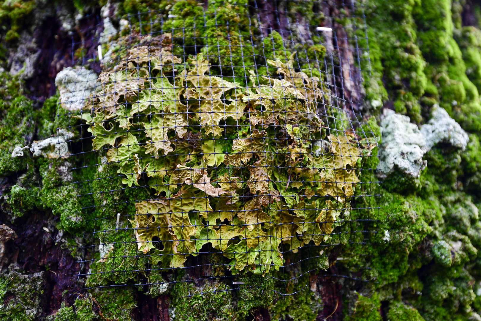 The endangered lichen wired to a new tree (Stuart Walker/National Trust/PA)