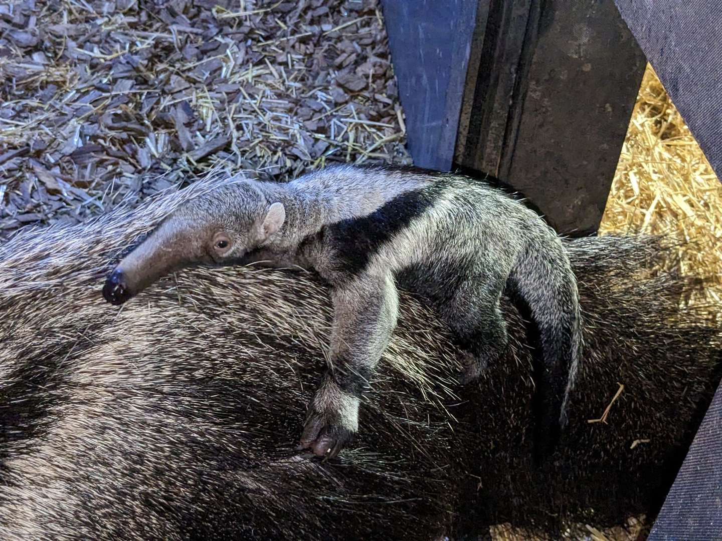 Baby anteaters stay on their mother’s back for camouflage (Chester Zoo)