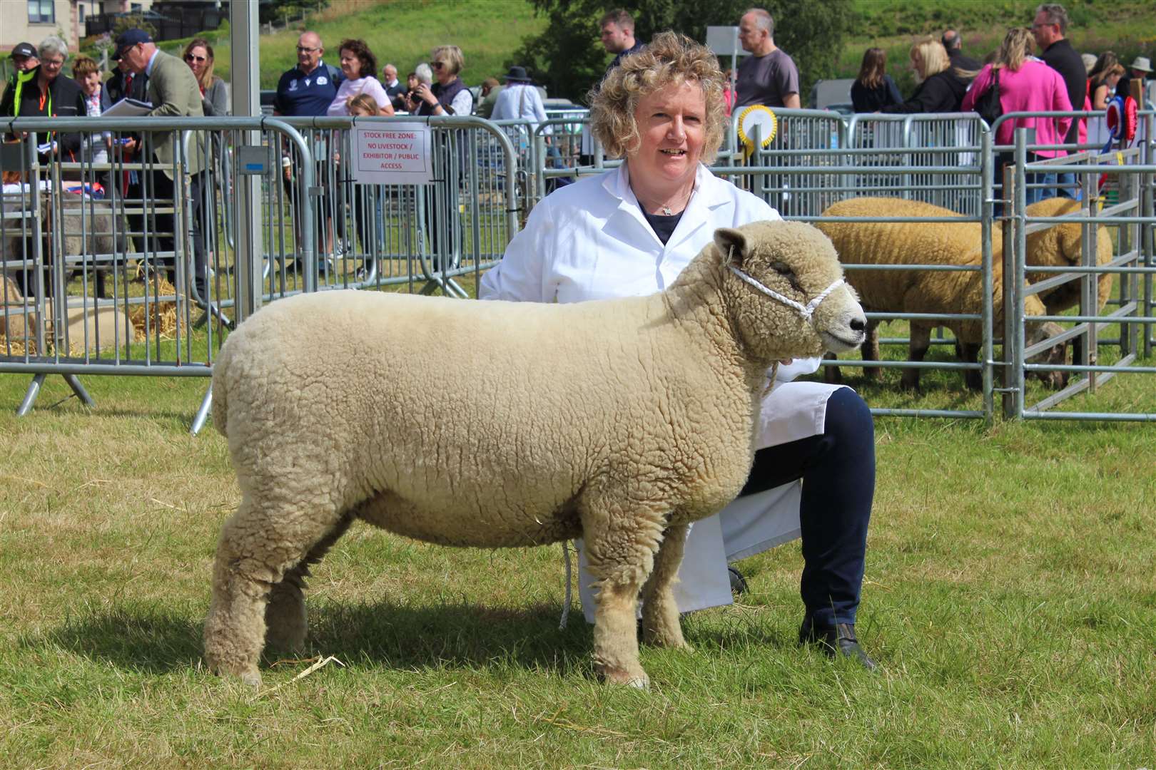 The Scottish National Ryeland Show champion. Picture: Kyle Ritchie