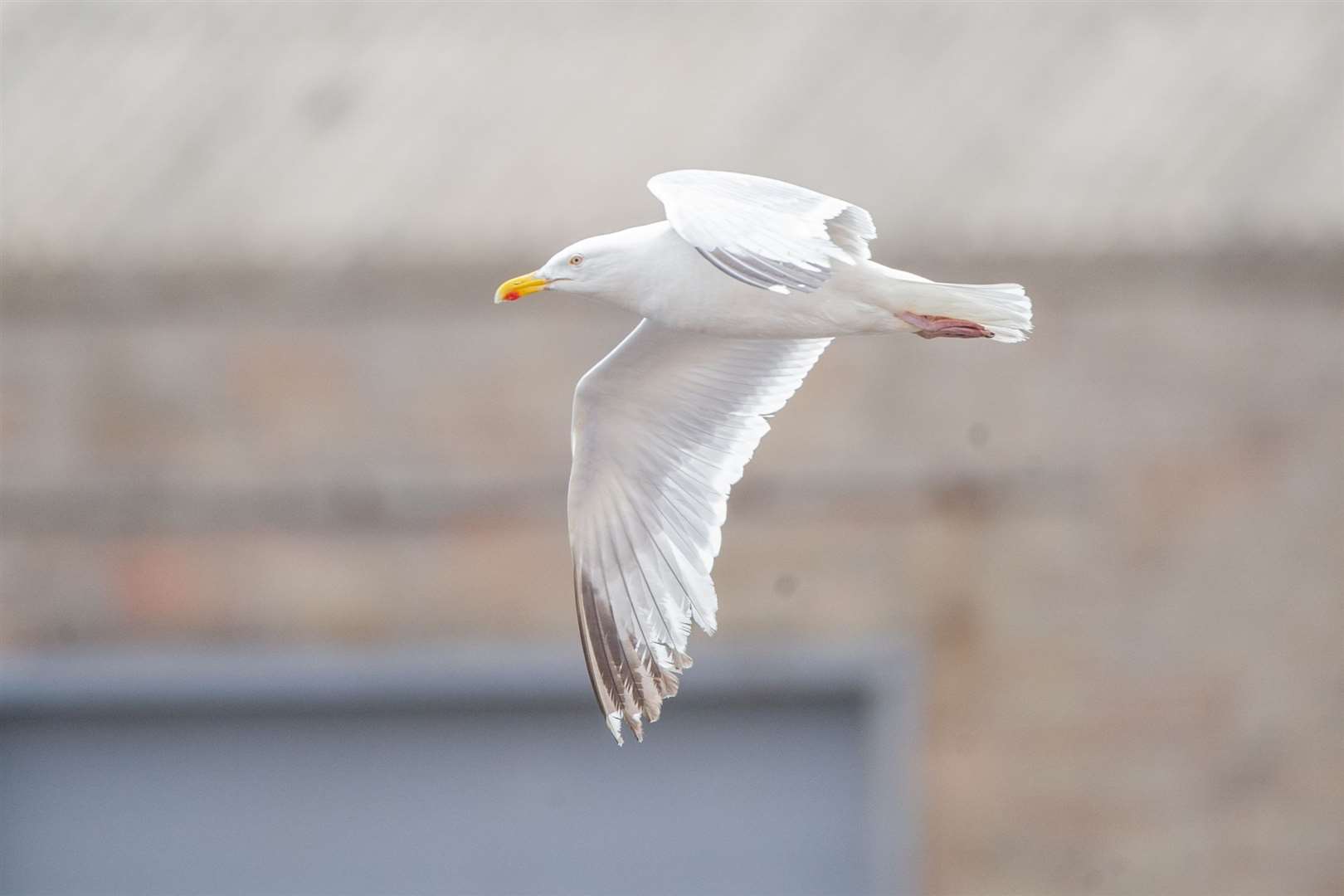 A meeting was held by MSP Karen Adam on the issue of seagulls. Picture: Daniel Forsyth
