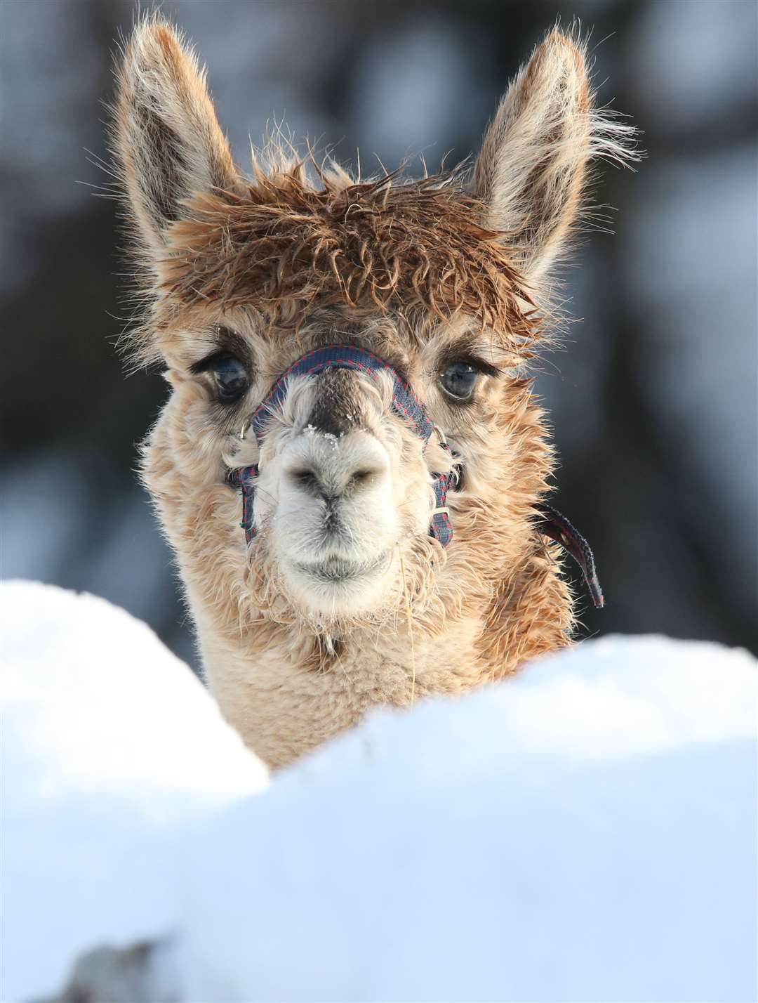 Alpaca and llama owners urged to make their voices herd