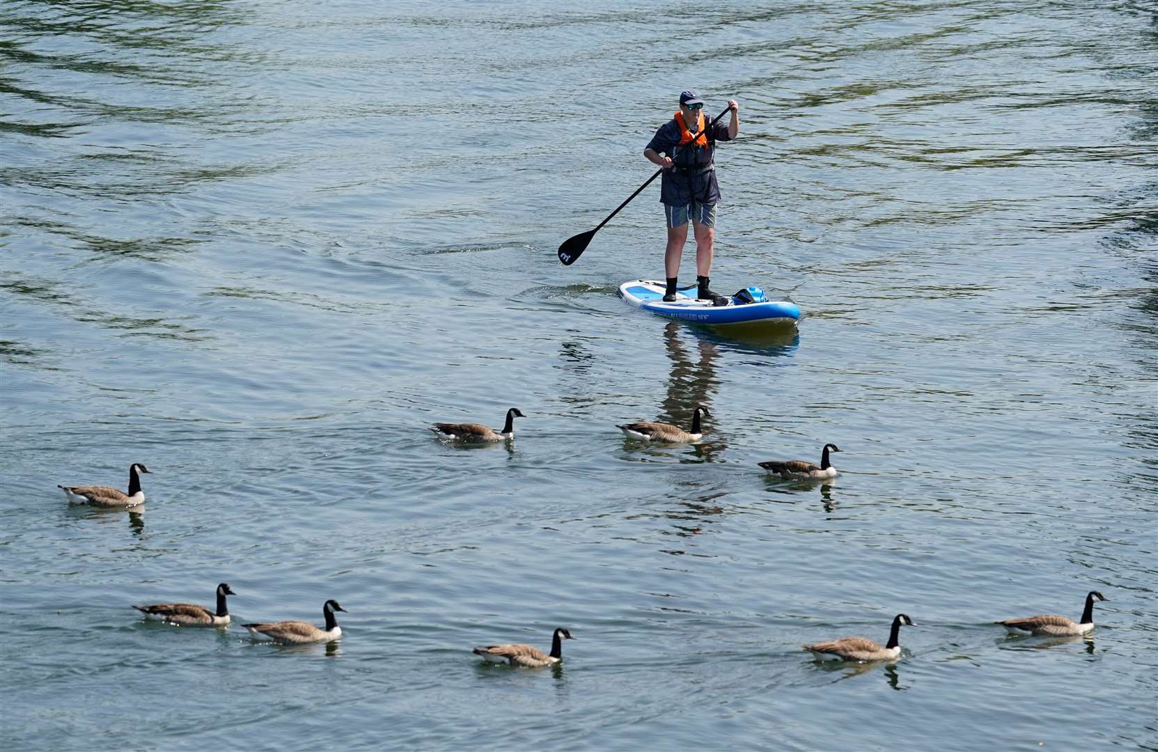 A person paddle boards along the Thames with an escort of ducks (Andrew Matthews/PA)