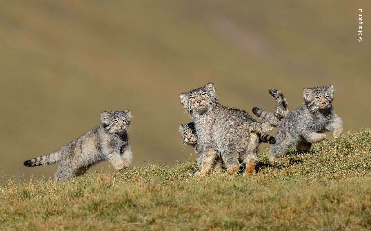 A rare shot of Pallas’s cats (Shanyuan Li/Wildlife Photographer of the Year 2020/PA)