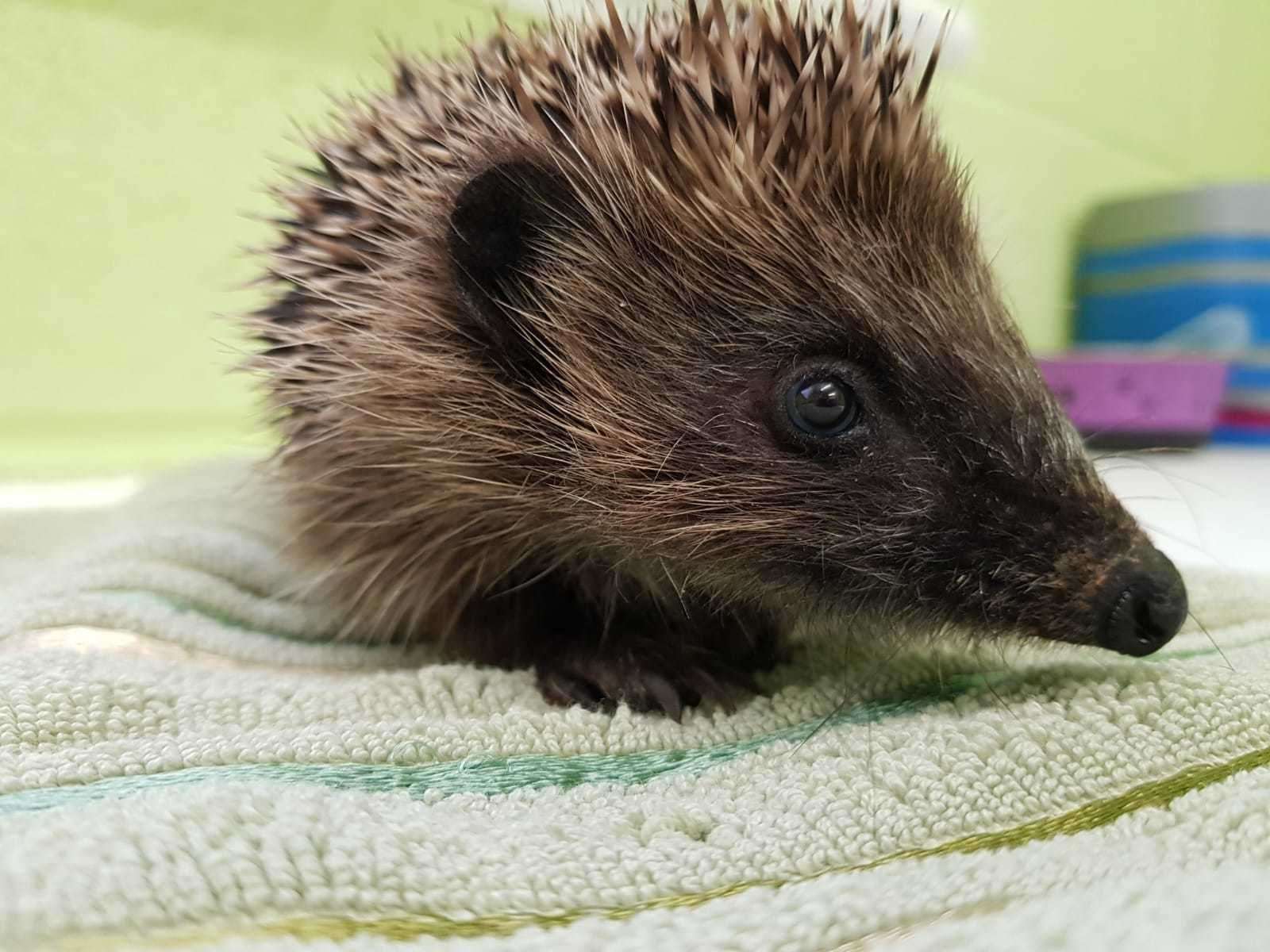 One of the hedgehogs being cared for.