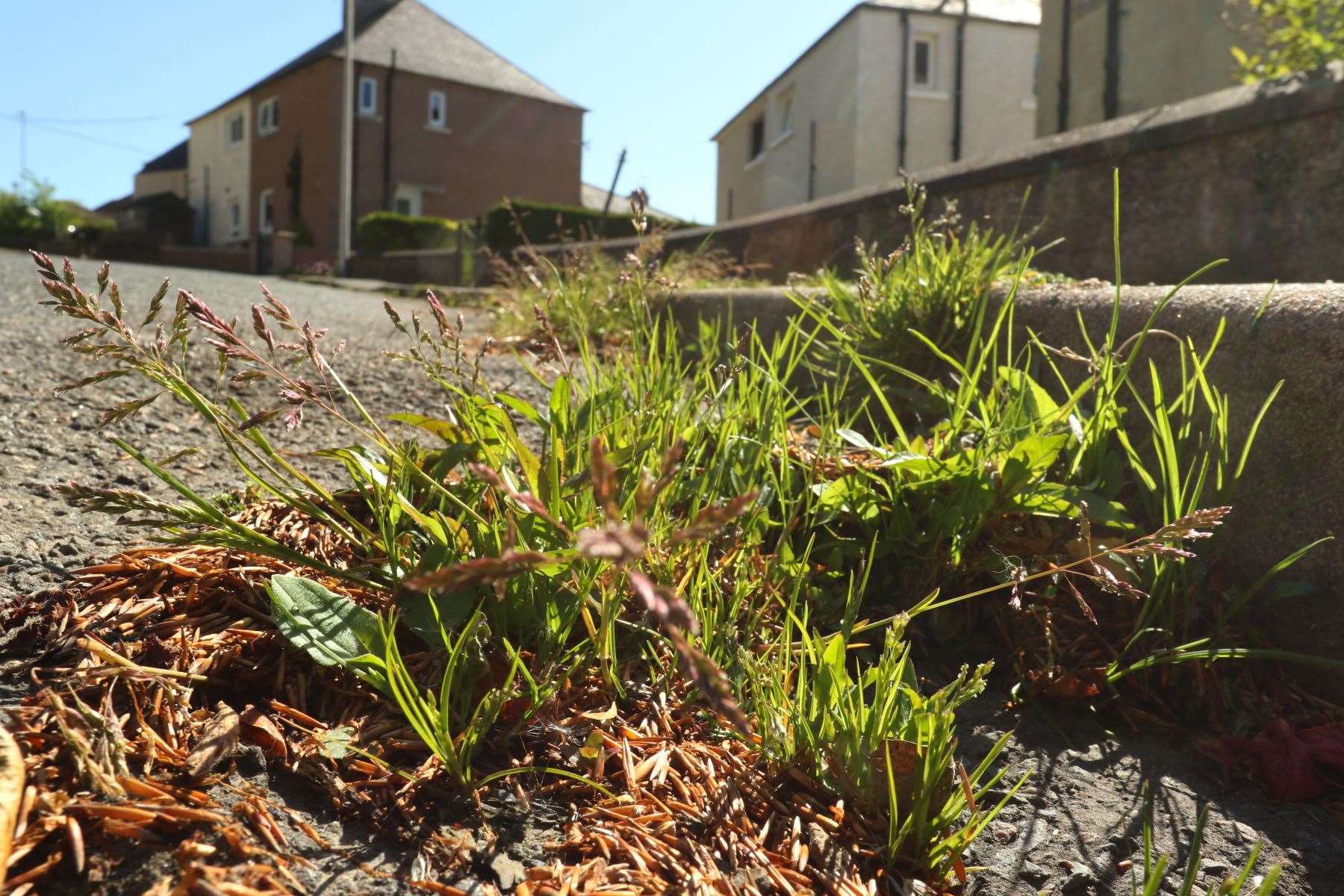 Aberdeenshire Council is calling on residents to help in clearing weeds.