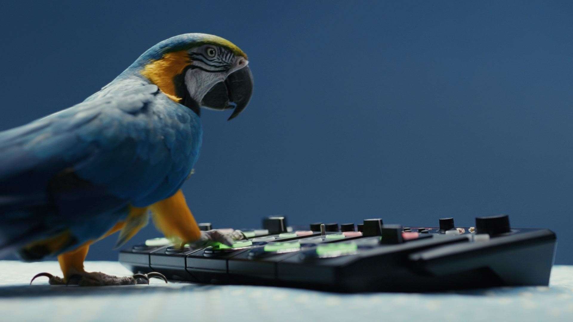 Henry the blue macaw from the new Spot Leukaemia campaign.