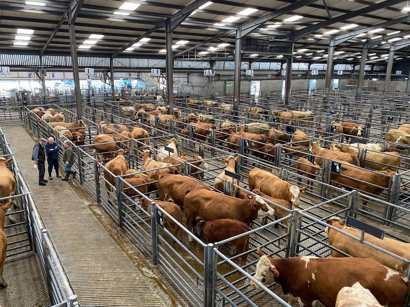 Cattle trading at Thainstone is at higher price point levels than last year.